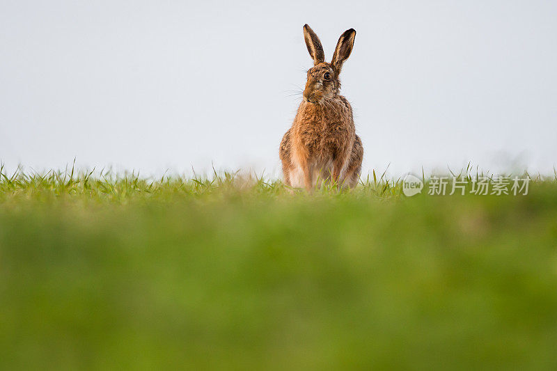 欧洲野兔(Lepus europaeus)，棕色野兔。